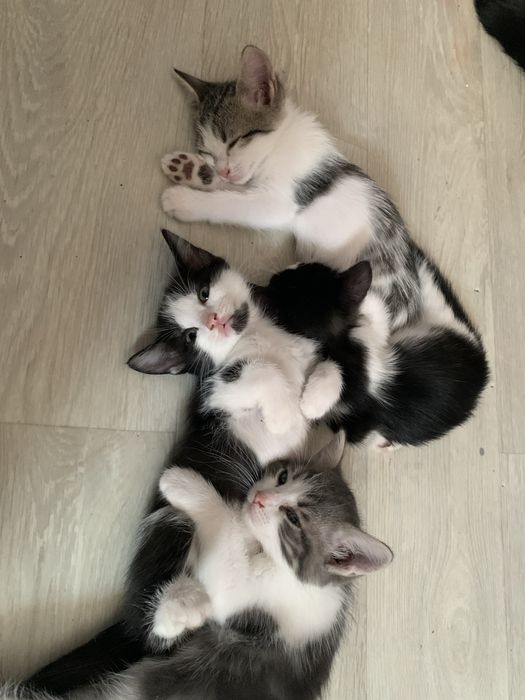 Отдам котят в добрые руки