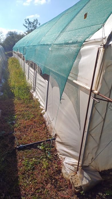 Оранжерия-Асеноградска