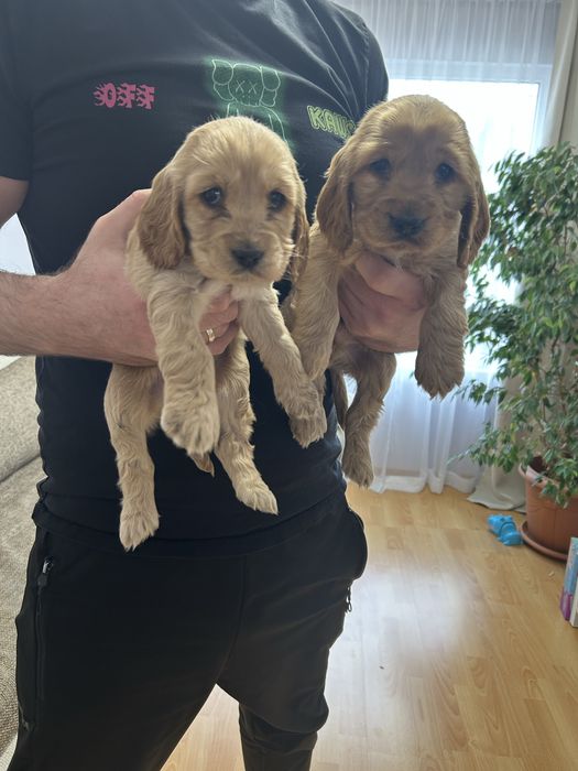 Кокер шпаньол - кафяви