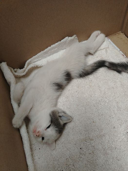 Котята в хорошие руки Пушистые