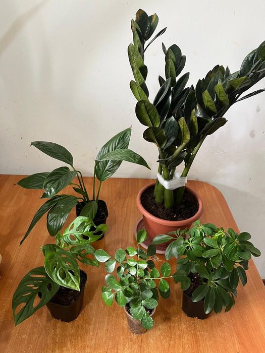 Комнатные растения