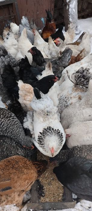 Сельхоз животные