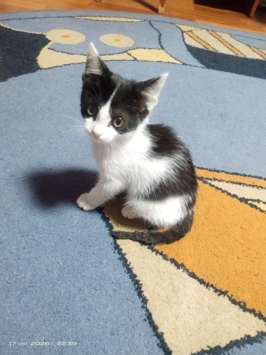 Отдам котика в добрые руки