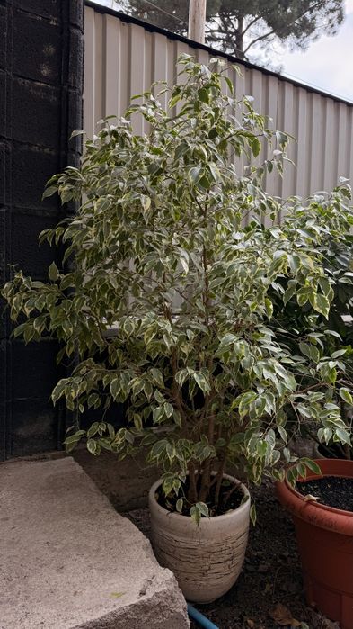 Продам фикус бенджамина