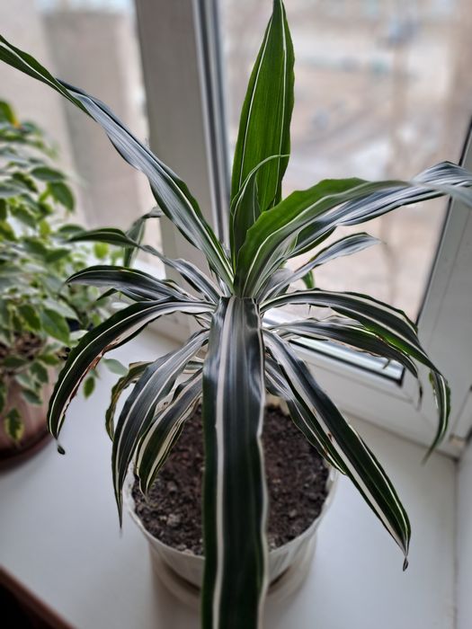 Шикарные цветы от 1000 тнг