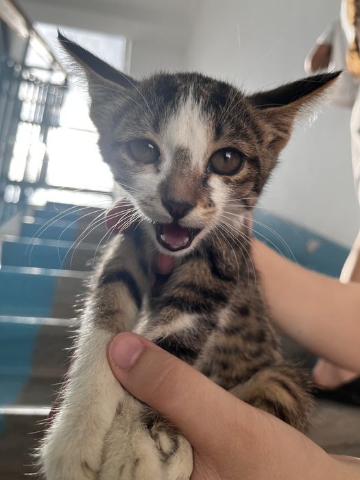 Изем любящий дом для котенка