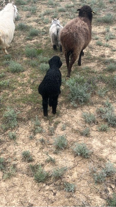 козы сатылады еділбай