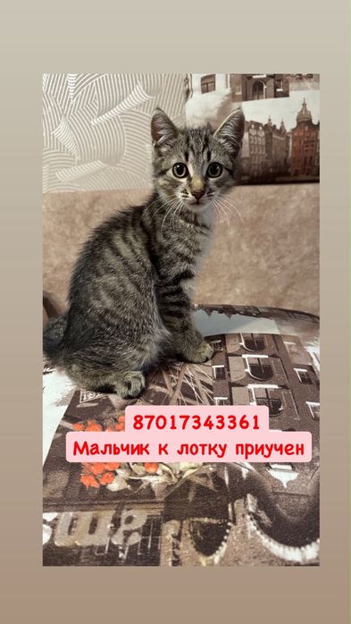 Котенок ищет дом