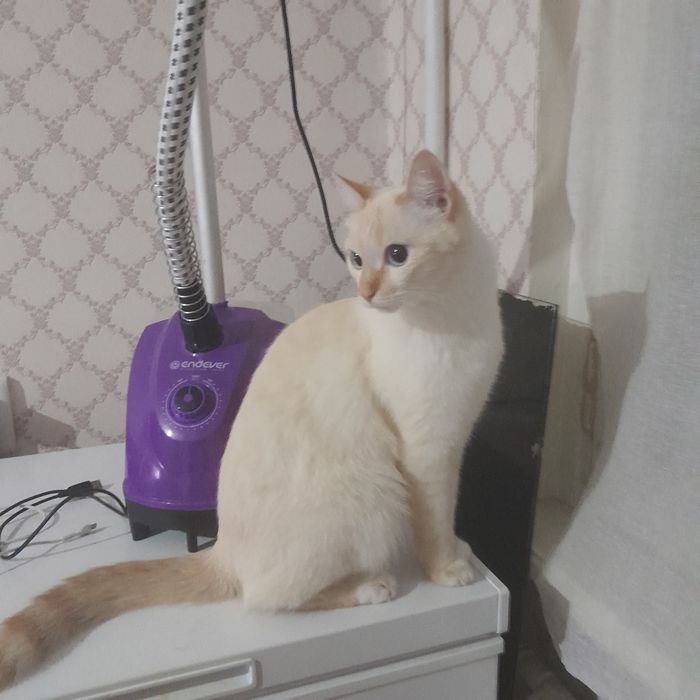 Отдам даром очень хорошее руки!