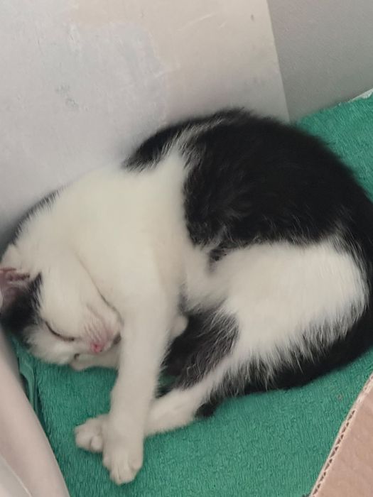 Отдадим в хорошие руки кошечку