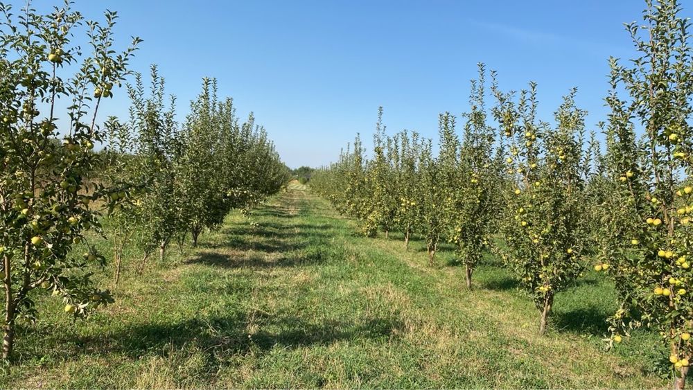 Продам яблоки натуральные