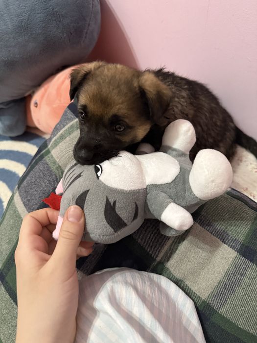 отдам в добрые руки