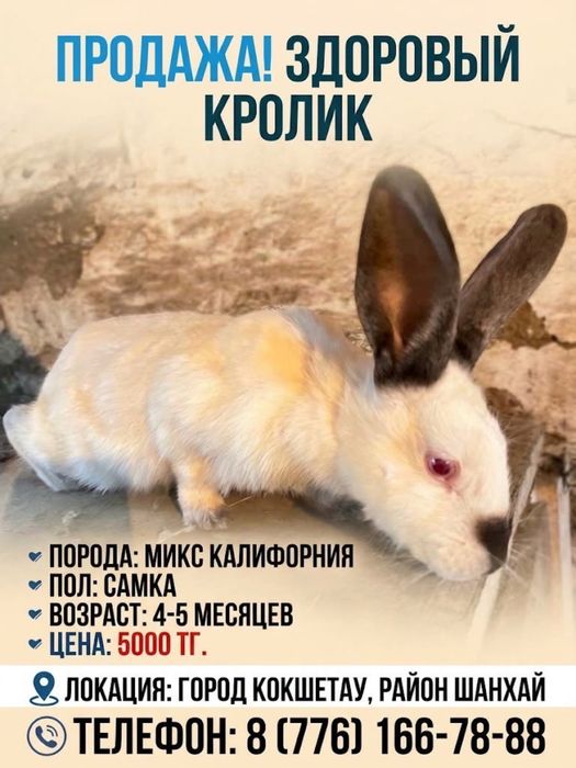 Продам кроликов разных пород