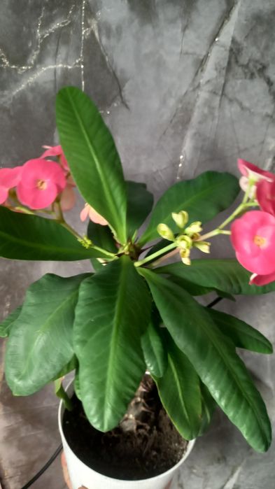 Продам красивые цветы