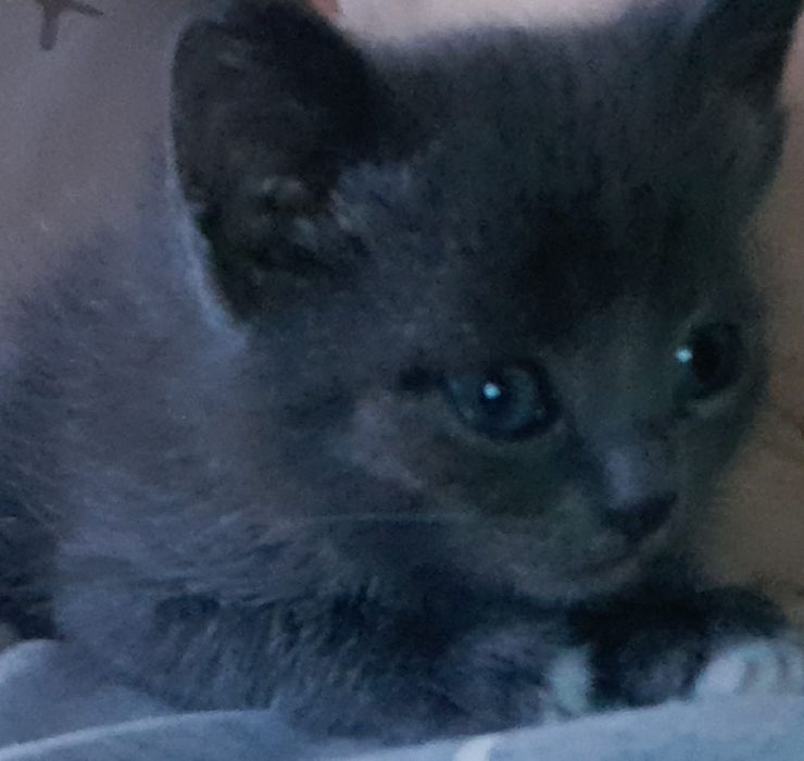 Отдам кошечку1мес