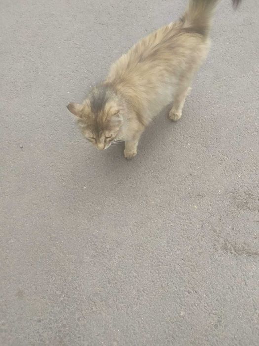 Кошечка Маркиза Великая