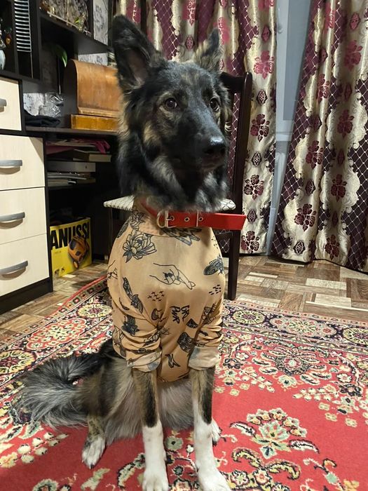 Отдам в добрые руки собачку !