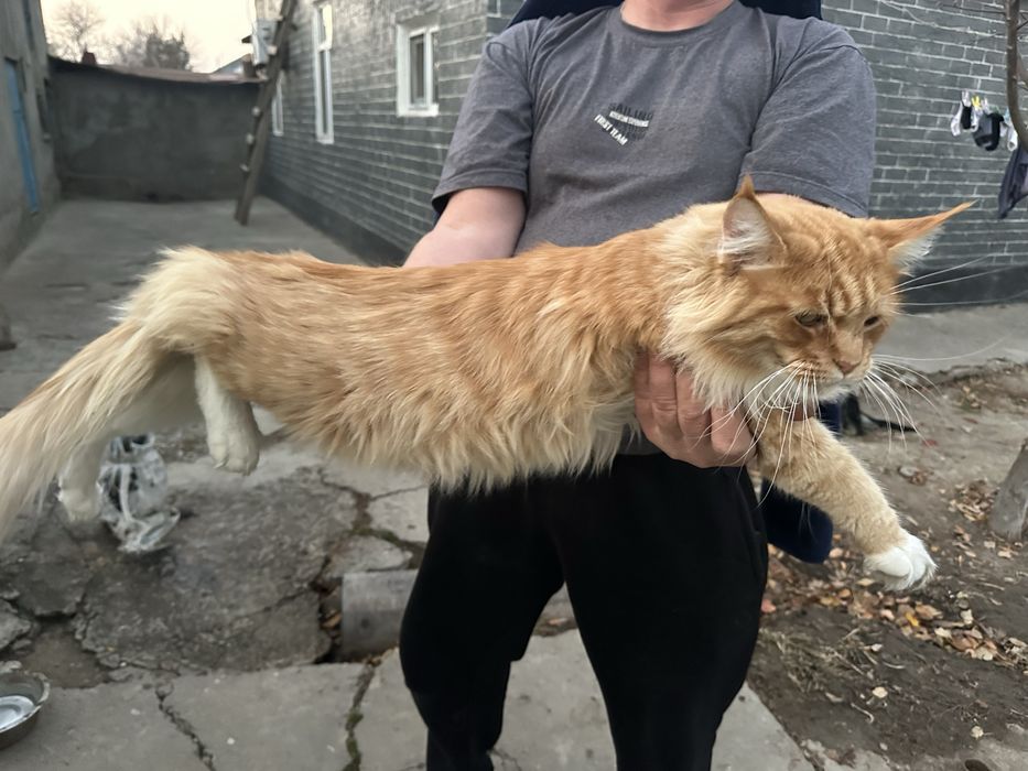 Продается котенок оь мейн куна