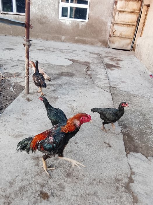 Дакан кораз сатылад