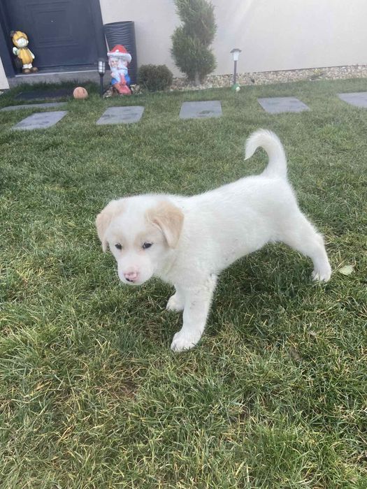 Подарявам кученца