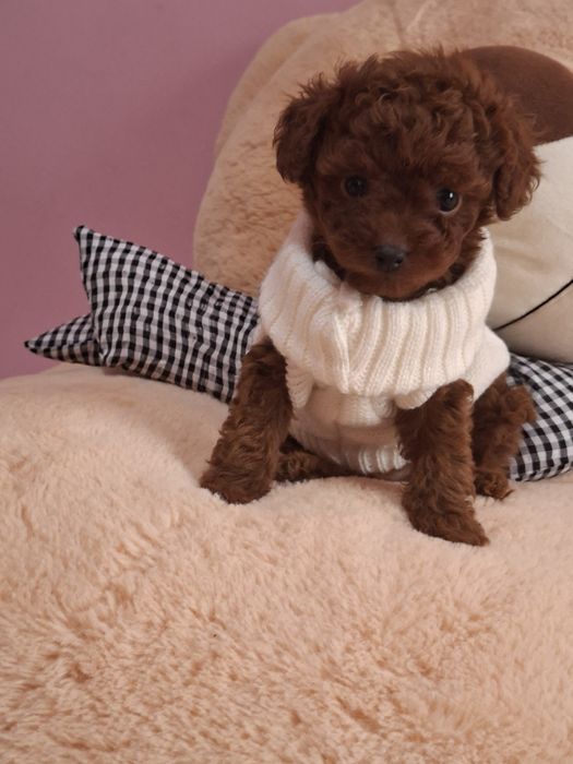 Пудел  Тийкъп Момченце  с Родословие