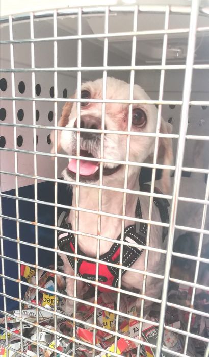 Transport câini și pisici. Transport persoane cu animalul de companie