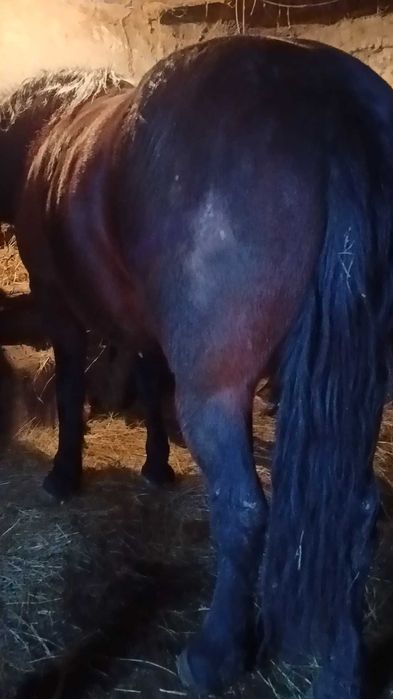 Vând sau Schimb iapa de 5 ani foarte cuminte