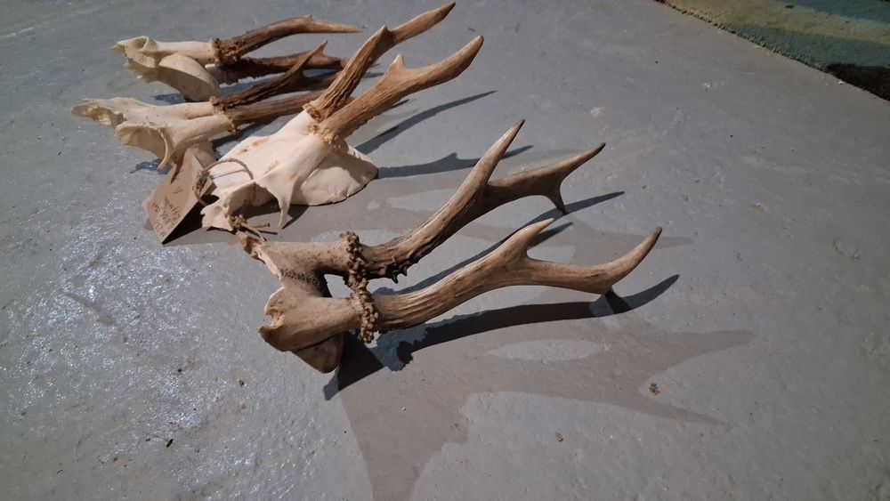 Trofee caprior  50 de lei buc