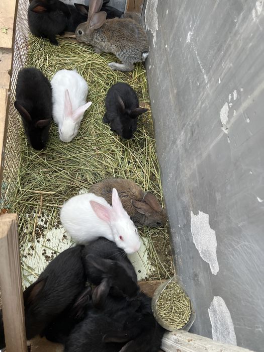 Velikan quyon sotiladi