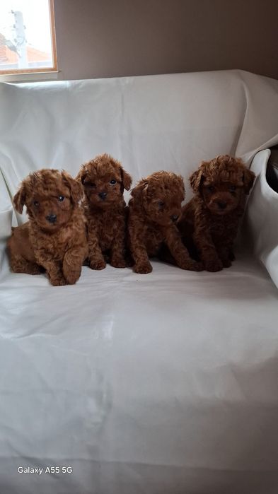 Родословни той пуделчета Ред Дог