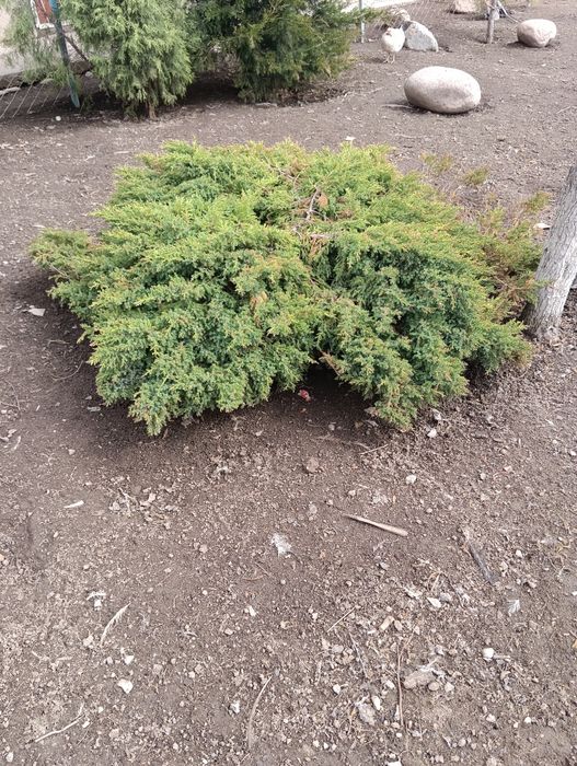 Можевельник стелящийся