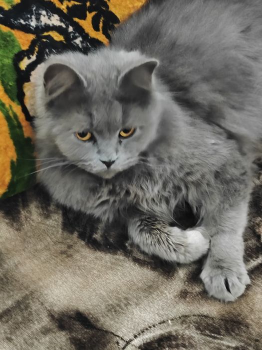 Mushuk qiz bola sotiladi