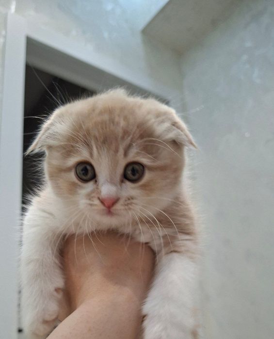 Scottish fold toza