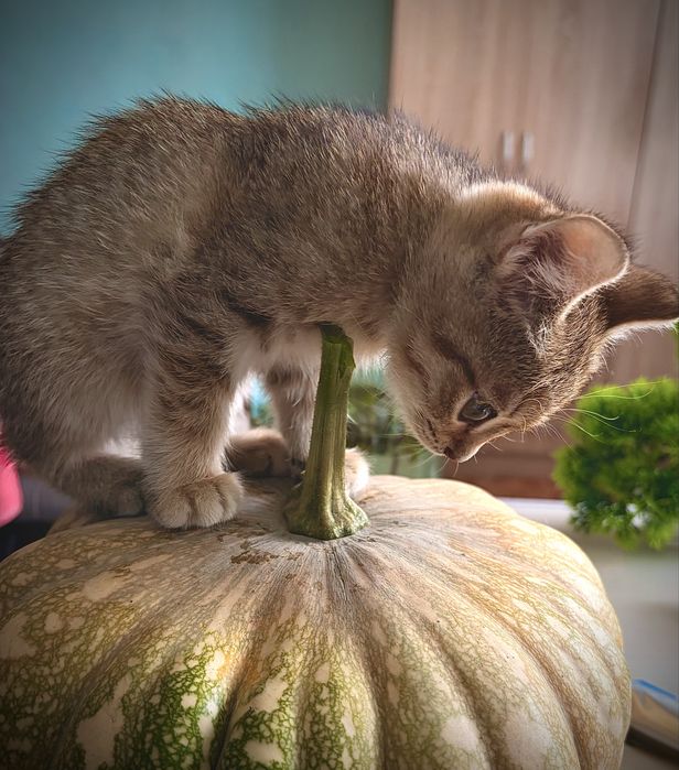 Котенок, девочка.