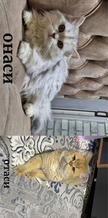 Britanskiy heyland Shinshilla NS11. O’g’il bola 5 Oylik sog'lom