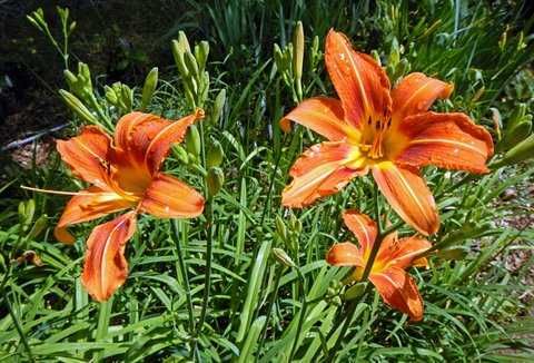 Hemerocallis crin de o zi Hosta crin de toamna