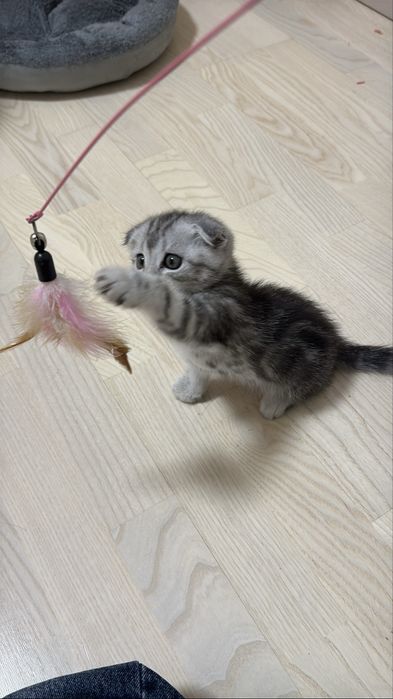 Кошка шотландская вислоухие
