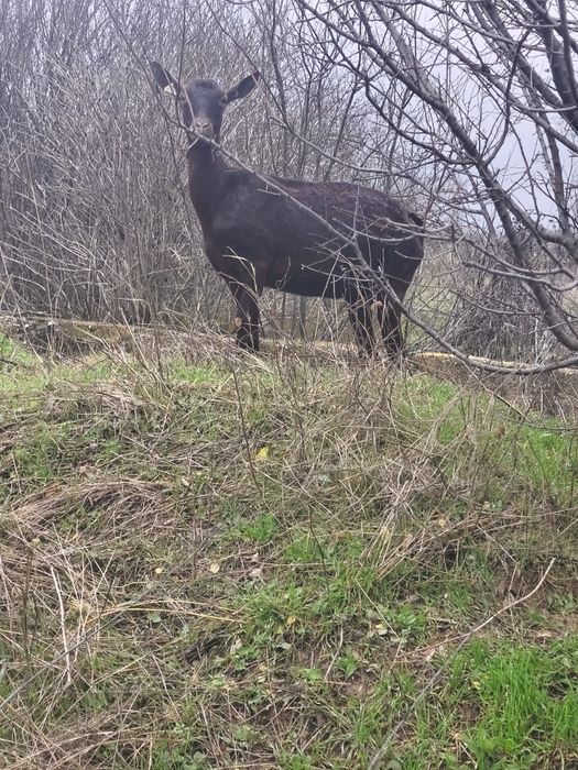 Schimb capra murciano Granadina