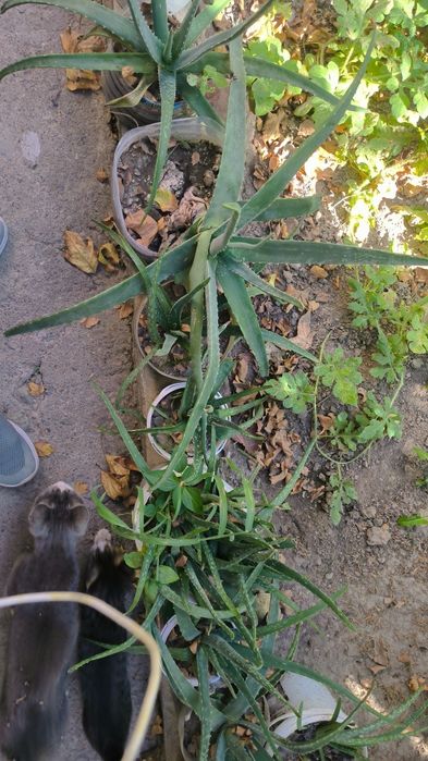 Алоэ домашние в огромном количестве