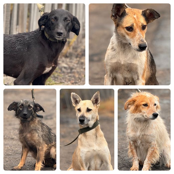 Собаки в хорошие руки