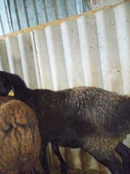 Семыз кой сатылады