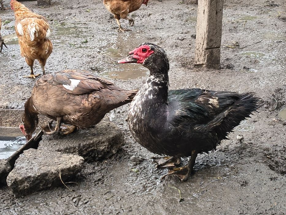 Rățoi mut crescut natural