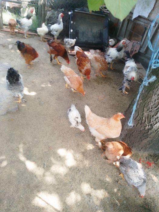 Cocoși și puici de vânzare