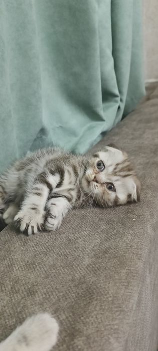 Продам шотландских котят