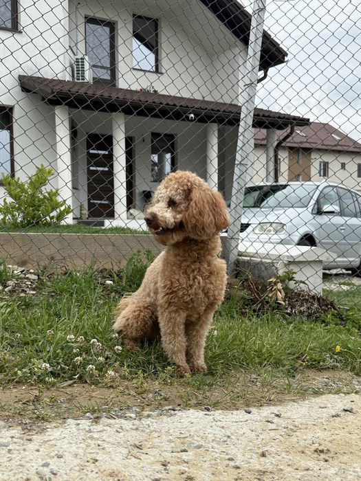 Pudel pitic cu pedigree