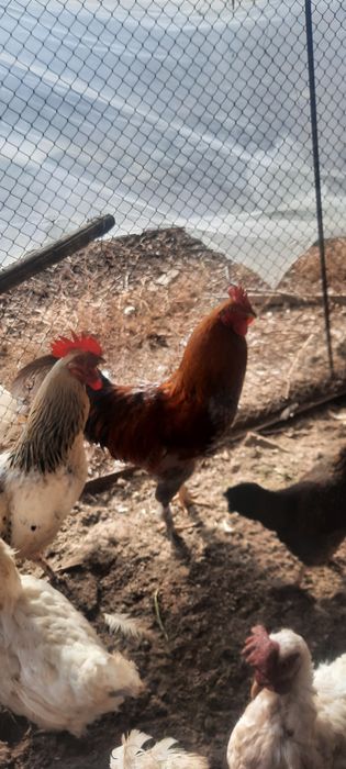 Xōrozlar sotiladi Хурозлар сотилади