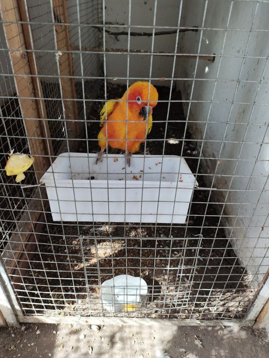 Попугай солнечный аратинга.