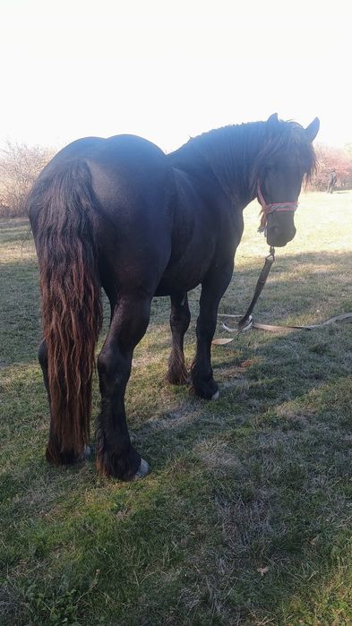 Vând armăsar de 2 ani