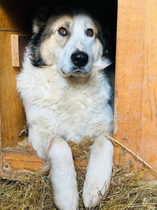 Соломон ищет семью. Очень классный. Собака. Алабай