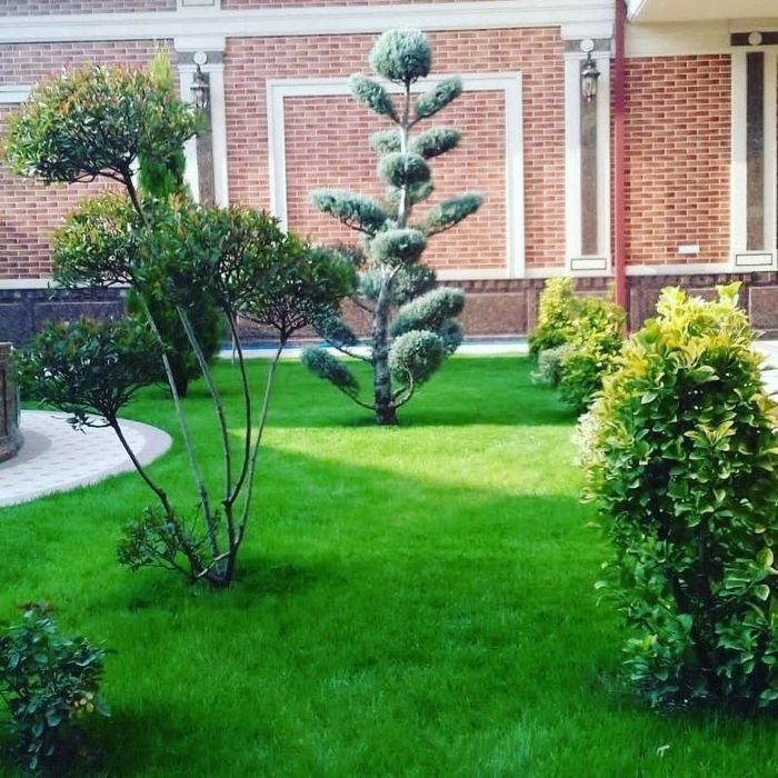Gazon landshaft va gul kocatlari